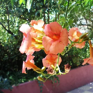 Staggia Sami (Kefalonia)